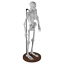 LabDecorSkeleton